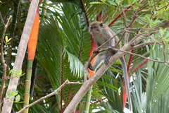 Macaca fascicularis