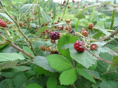 Rubus