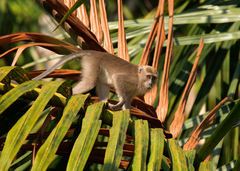 Macaca fascicularis
