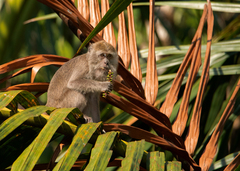 Macaca fascicularis