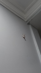 Hemidactylus platyurus