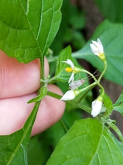 Solanum nigrum
