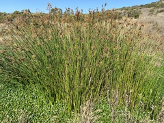 Schoenoplectus californicus