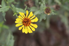 Helianthus laciniatus