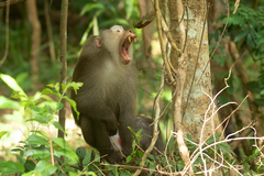 Macaca leonina