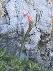 Gladiolus cunonius