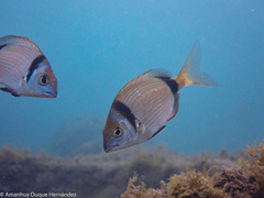 Diplodus vulgaris