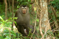 Macaca leonina