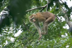 Macaca leonina