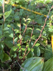 Vaccinioideae