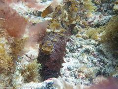 Holothuria arguinensis