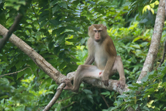 Macaca leonina