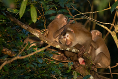 Macaca leonina
