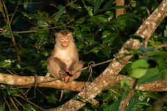 Macaca leonina