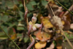 Cuscuta lupuliformis