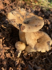 Russula compacta
