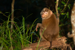 Macaca leonina