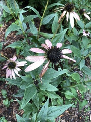 Echinacea