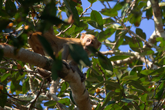 Macaca mulatta