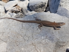 Podarcis melisellensis