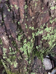Cladonia ochrochlora