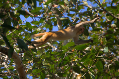 Macaca mulatta
