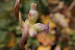 Cuscuta lupuliformis