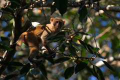 Macaca mulatta