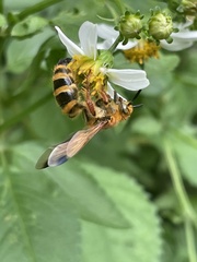 Phalerimeris phalerata