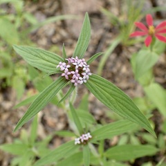 Crusea wrightii wrightii