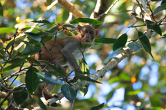 Macaca mulatta