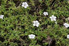 Dentella repens