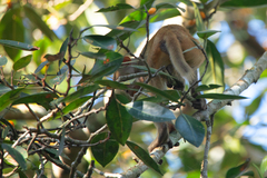 Macaca mulatta