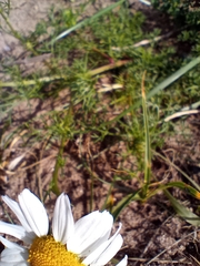 Tripleurospermum maritimum
