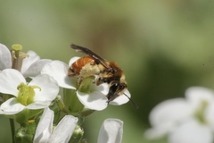 Andrena pellucens