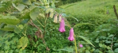 Sesamum indicum
