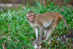 Macaca mulatta