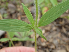 Crusea wrightii wrightii