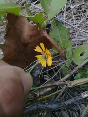 Helenium amphibolum