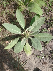 Verbascum densiflorum