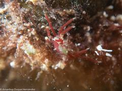 Acanthonyx lunulatus