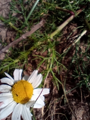 Tripleurospermum maritimum