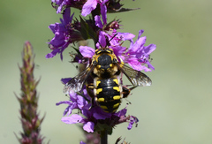 Anthidium