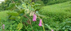 Sesamum indicum