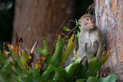 Macaca mulatta