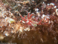 Acanthonyx lunulatus