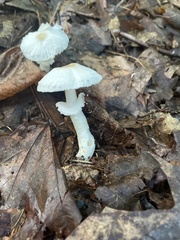 Amanita abrupta