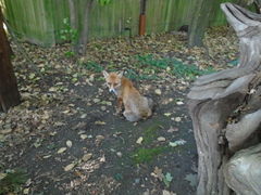 Vulpes vulpes crucigera