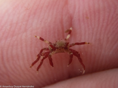 Acanthonyx lunulatus