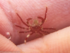 Acanthonyx lunulatus